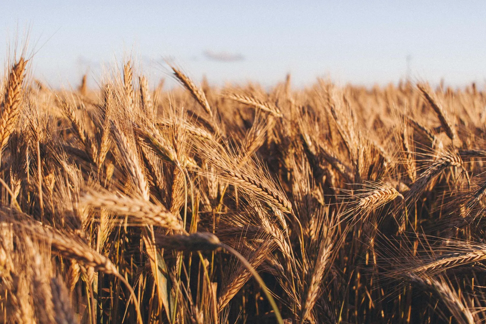 Campo de cereales