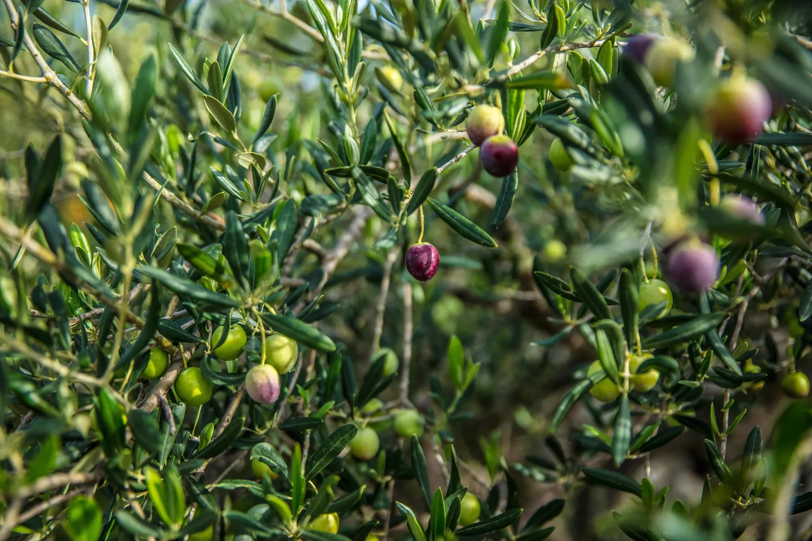 Olivar con aceitunas