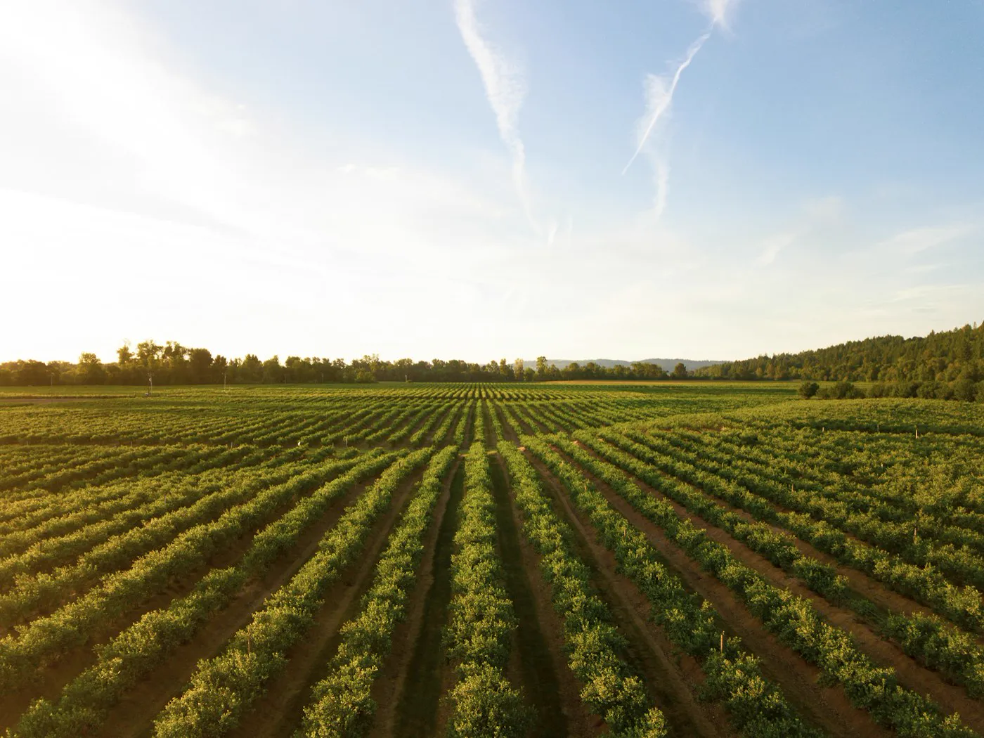 Campo de cultivo en hileras al atardecer