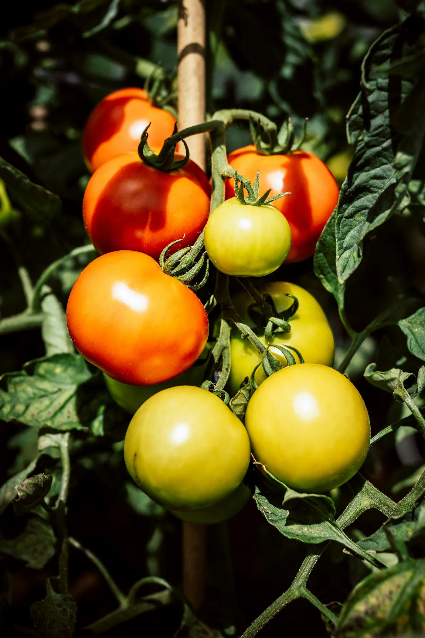 Tomates madurando en la planta