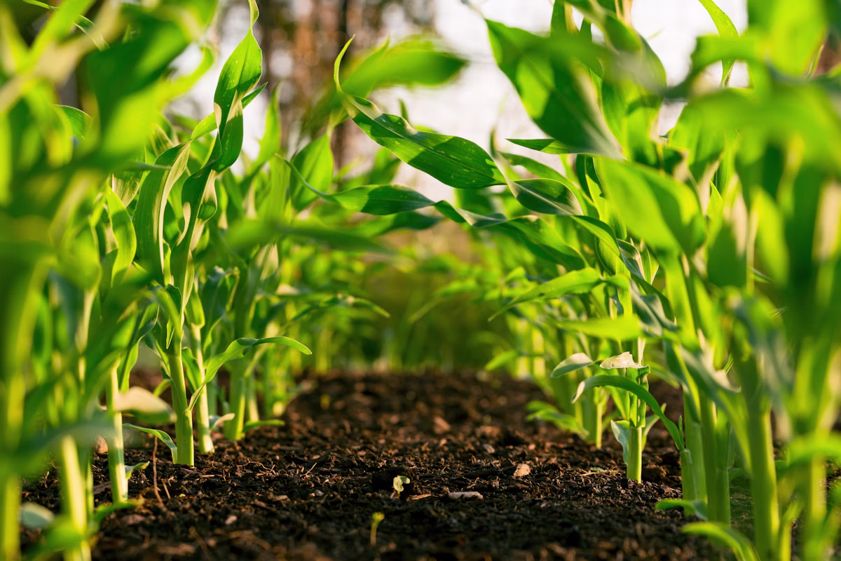 Cultivo de plantas verdes en tierra
